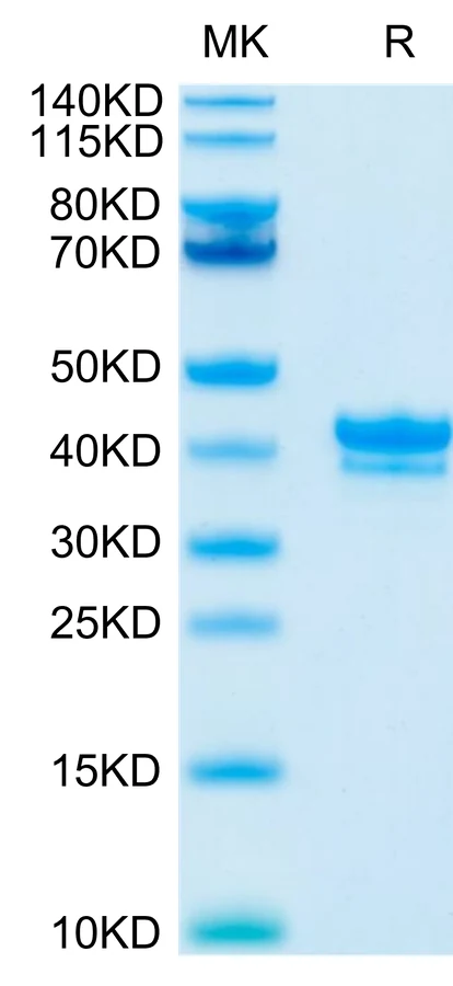BCMA-CF001 Bis-Tris-PAGE-white result