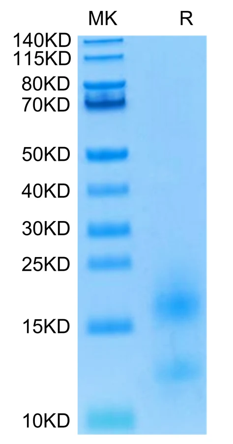 BCMA-HB003 Bis-Tris-PAGE-white result