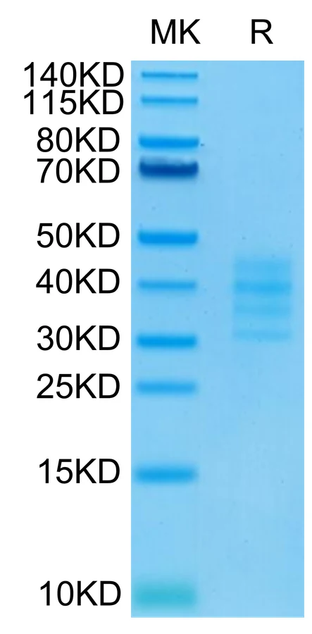BCMA-HB004 Bis-Tris-PAGE-white result