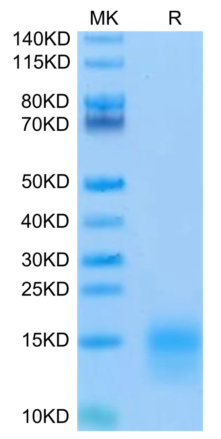 BCMA-MB002 Bis-Tris-PAGE-white result