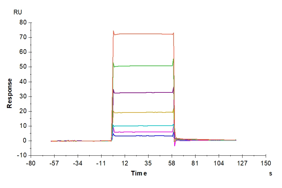 BCMA-MB002 SPR result