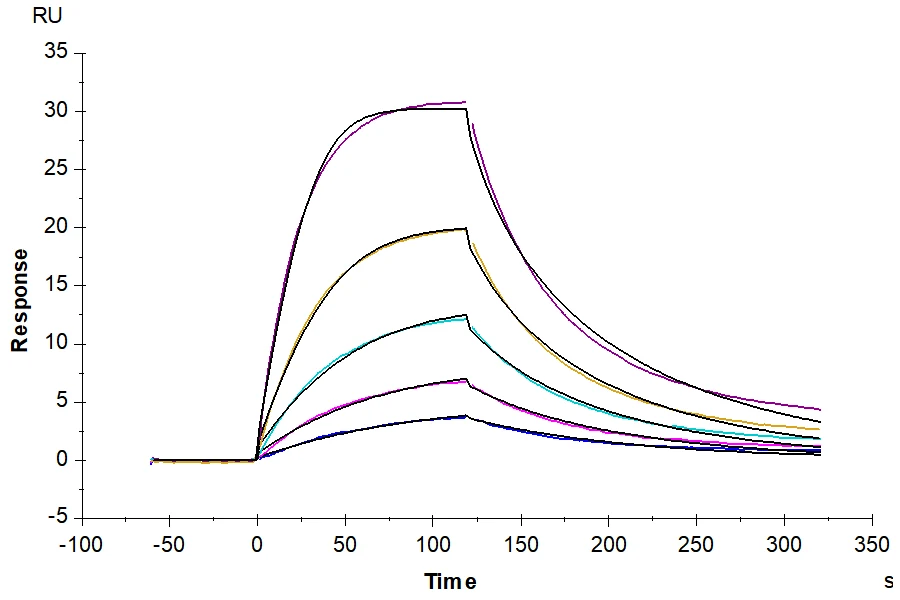 BCMA-MF001 SPR result