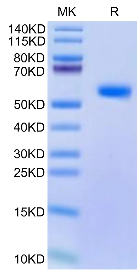 BDCA2-CF001 Bis-Tris-PAGE-white result