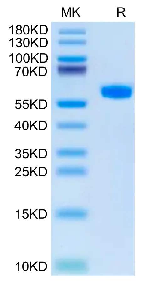 BDCA2-CF002 Bis-Tris-PAGE-white result