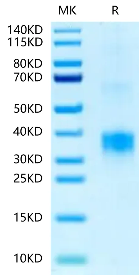 BDCA2-HB001 Bis-Tris-PAGE-white result