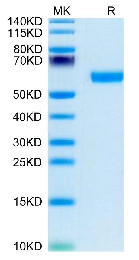 BDCA2-HF001 Bis-Tris-PAGE-white result