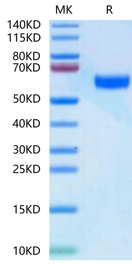 BDCA2-HF002 Bis-Tris-PAGE-white result