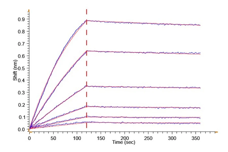 BETAKLOTHO-HP001 BLI-2 result