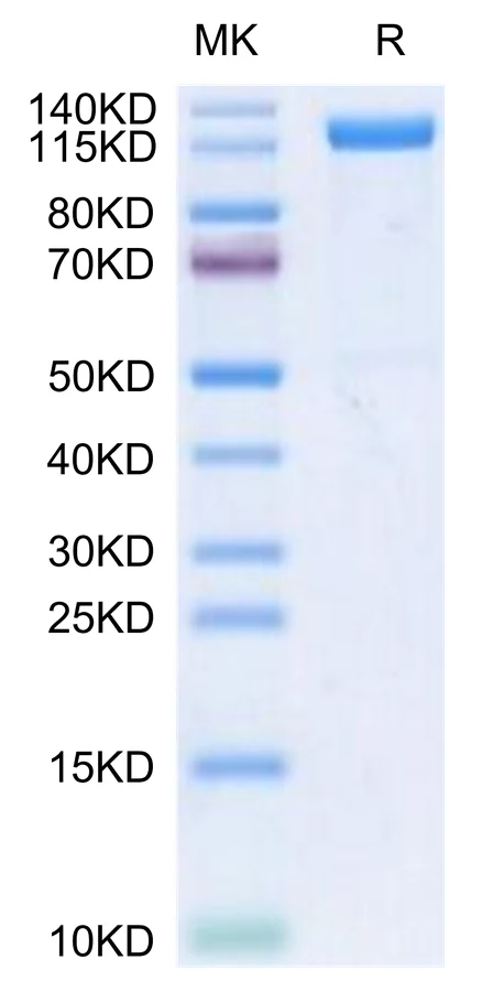 BETAKLOTHO-HP001 Bis-Tris-PAGE-white result