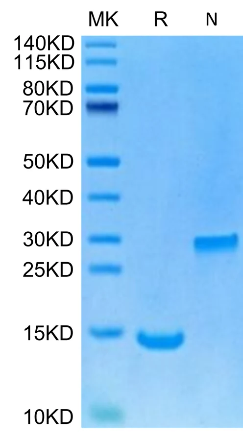 BMP2-HP001 Bis-Tris-PAGE-white result