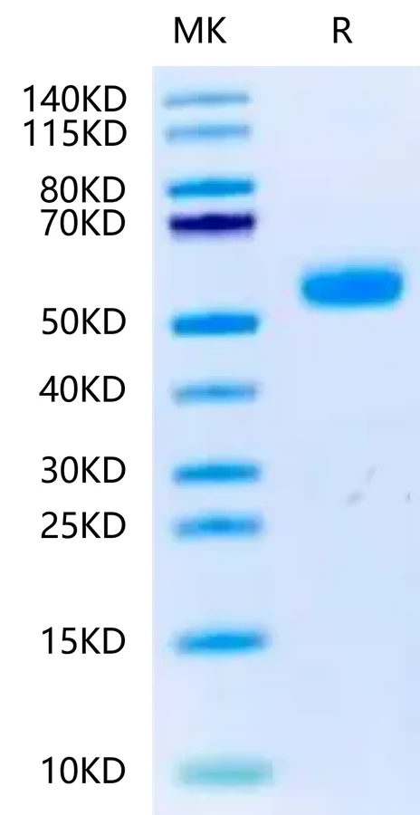 BMPR1A-DF001 Bis-Tris-PAGE-white result