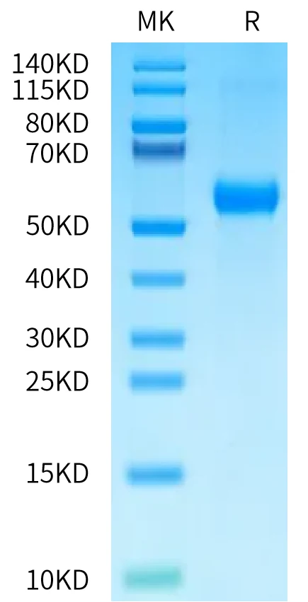 BMPR1A-HF001 Bis-Tris-PAGE-white result