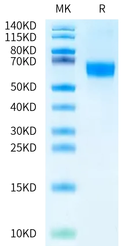 BMPR2-HF001 Bis-Tris-PAGE-white result