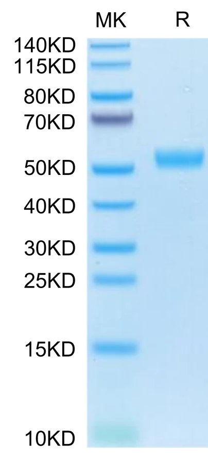 BST2-HF001 Bis-Tris-PAGE-white result