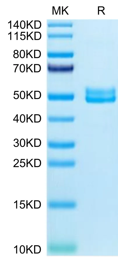 BST2-MF001 Bis-Tris-PAGE-white result