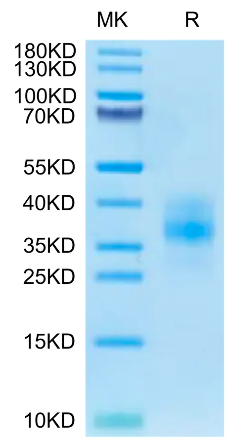 BTLA-CP001 Bis-Tris-PAGE-white result