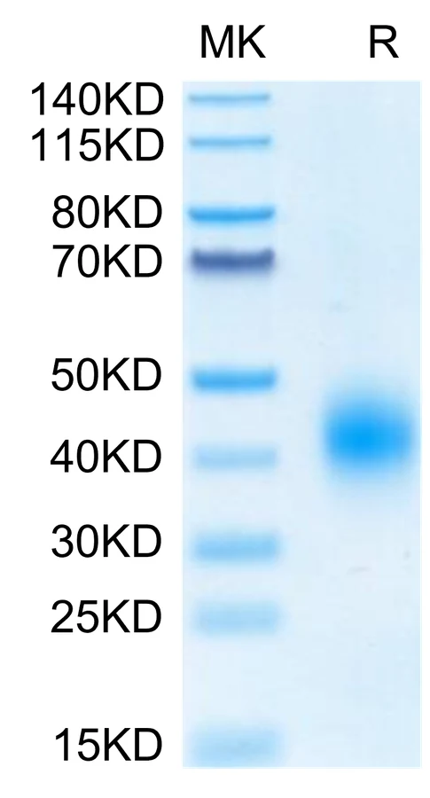 BTLA-HB003 Bis-Tris-PAGE-white result