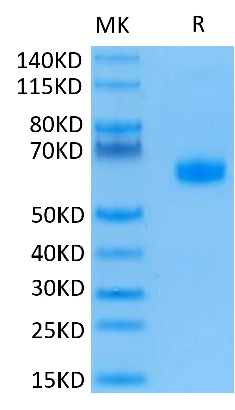 BTLA-HP001 Bis-Tris-PAGE-white result