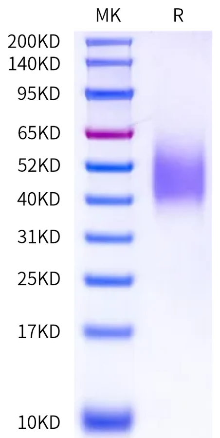BTLA-MP001 Bis-Tris-PAGE-white result