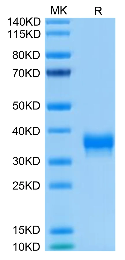 BTN1A1-HB002 Bis-Tris-PAGE-white result