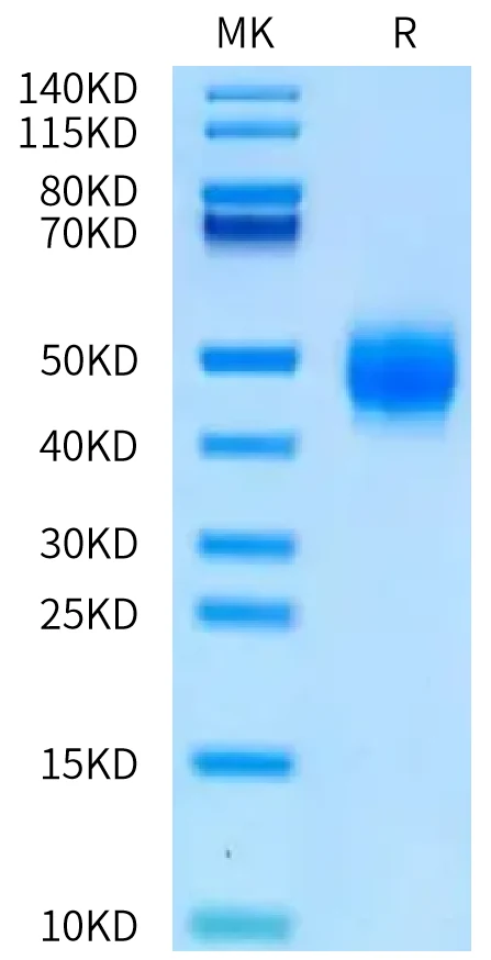 BTN2A1-HB001 Bis-Tris-PAGE-white result