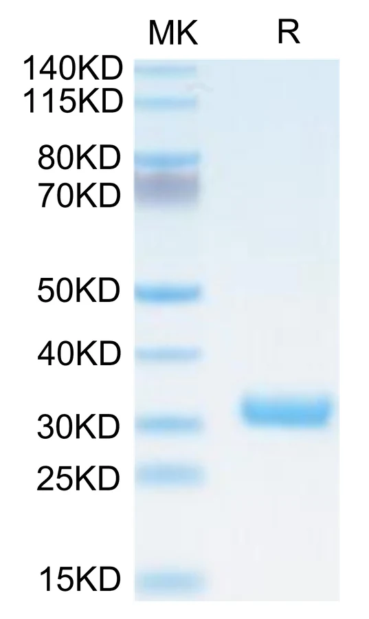 BTN3A1-CB001 Bis-Tris-PAGE-white result