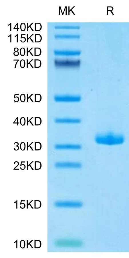 BTN3A1-HB002 Bis-Tris-PAGE-white result