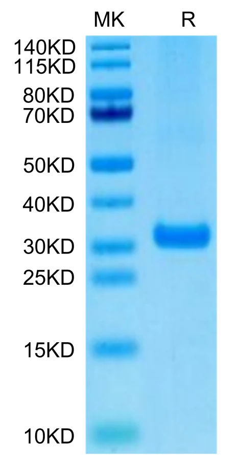 BTN3A2-HB001 Bis-Tris-PAGE-white result