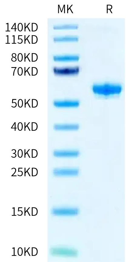 BTN3A2-HF001 Bis-Tris-PAGE-white result