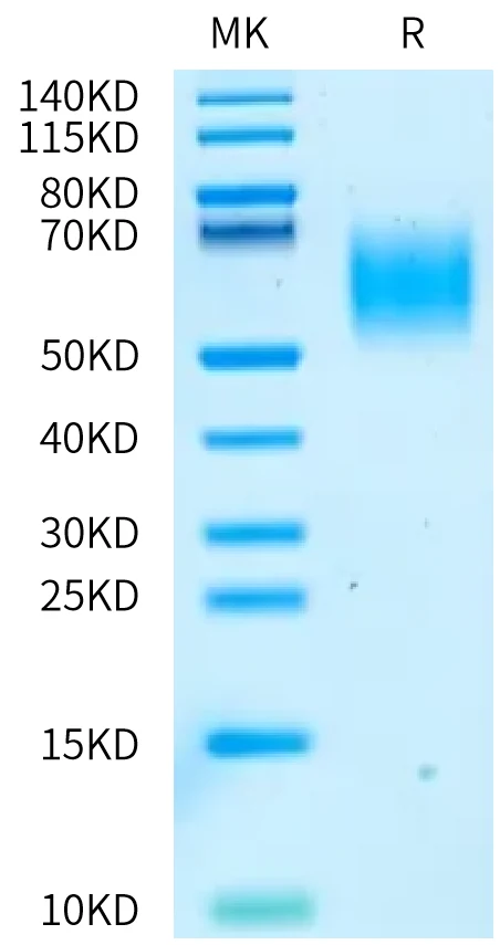 CA125-HB001 Bis-Tris-PAGE-white result