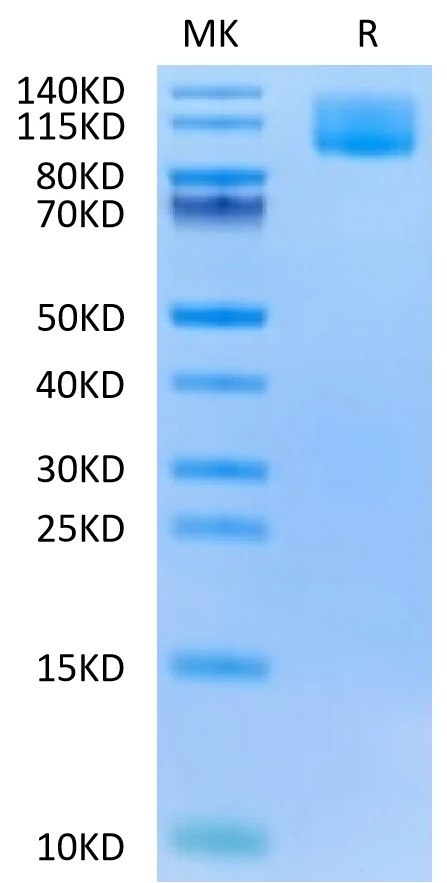CA125-HB002 Bis-Tris-PAGE-white result