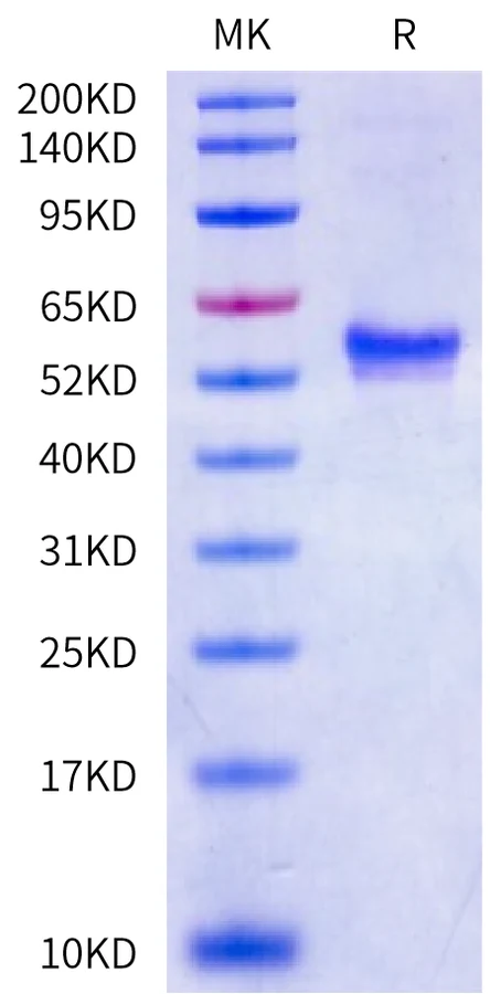 CA9-HB001 Bis-Tris-PAGE-white result