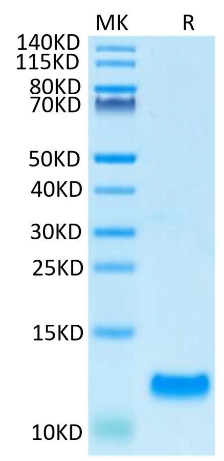 CCL20-HP001 Bis-Tris-PAGE-white result