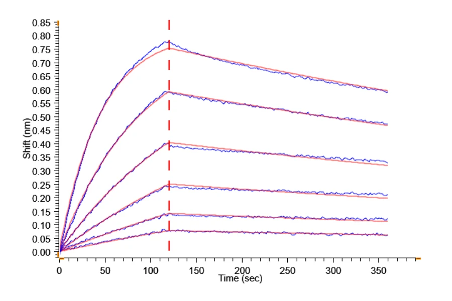 CCL24-CP001 BLI result