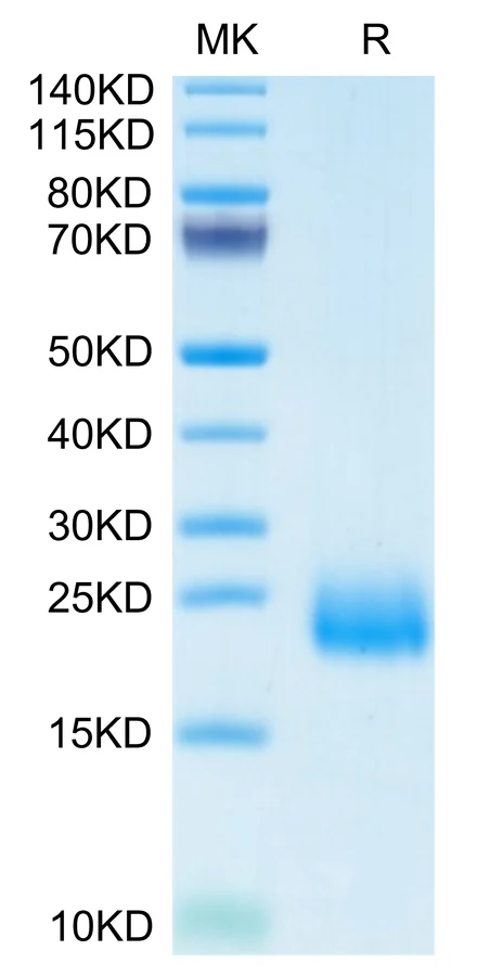 CCL24-HP001 Bis-Tris-PAGE-white result