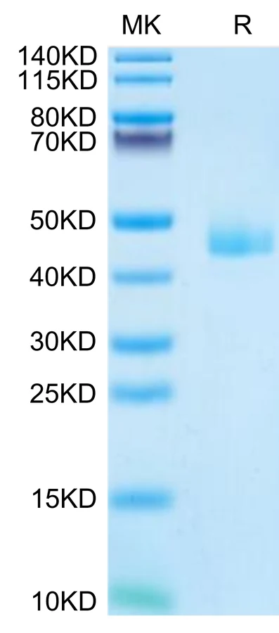 CCL24-MF001 Bis-Tris-PAGE-white result