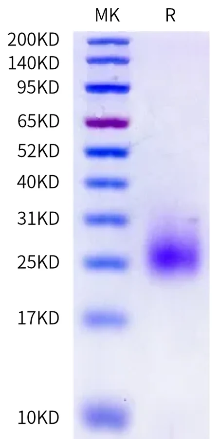 CCL24-MP001 Bis-Tris-PAGE-white result