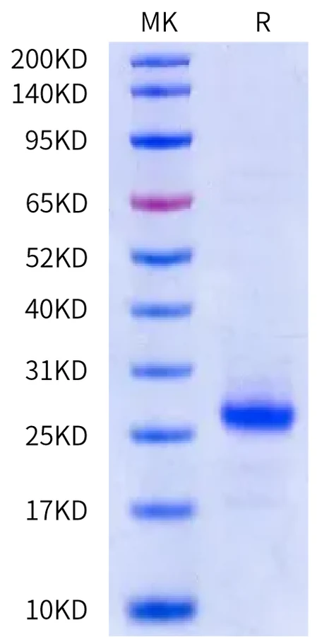 CCL5-HP001 Bis-Tris-PAGE-white result