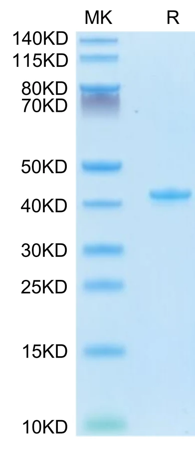CCL5-MF001 Bis-Tris-PAGE-white result