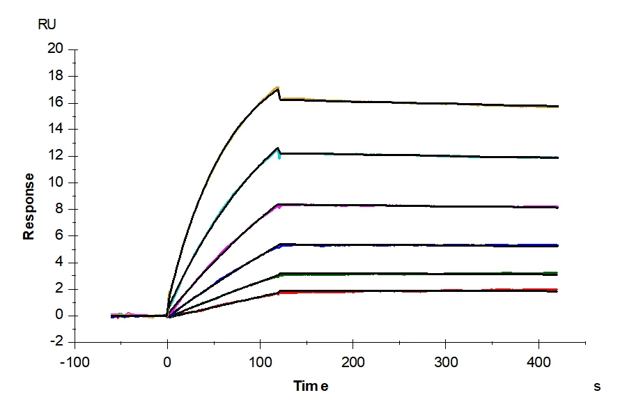 CCR4-HB001 SPR result