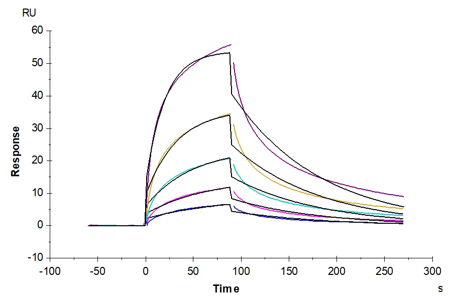 CCR8-CF001 SPR result
