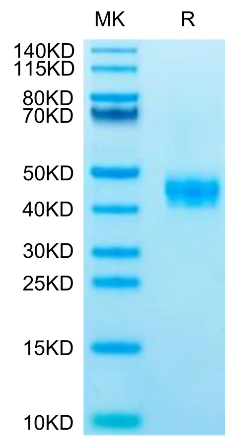 CCR8-HF002 Bis-Tris-PAGE-white result
