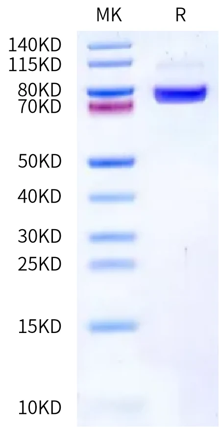 CD105-HB001 Bis-Tris-PAGE-white result