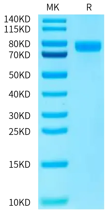 CD111-HF001 Bis-Tris-PAGE-white result