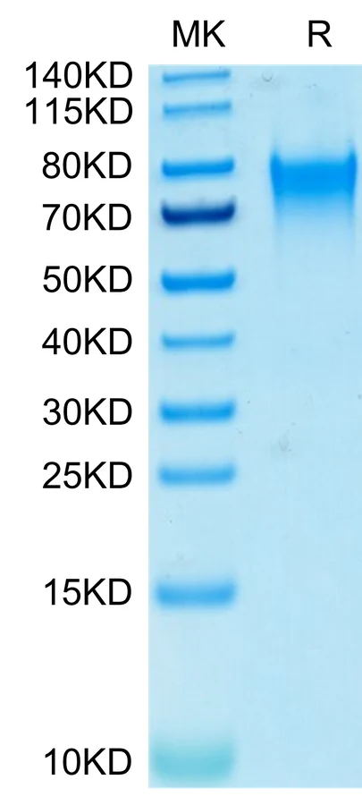 CD113-HB001 Bis-Tris-PAGE-white result
