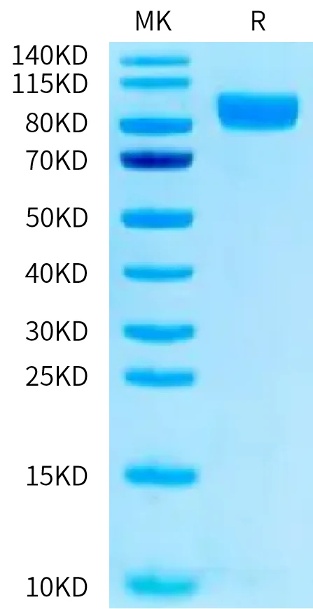 CD113-HF001 Bis-Tris-PAGE-white result