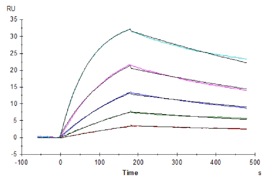 CD115-HF001 SPR result