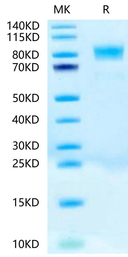 CD117-HB002 Bis-Tris-PAGE-white result