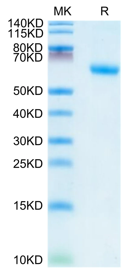 CD120A-HF001 Bis-Tris-PAGE-white result