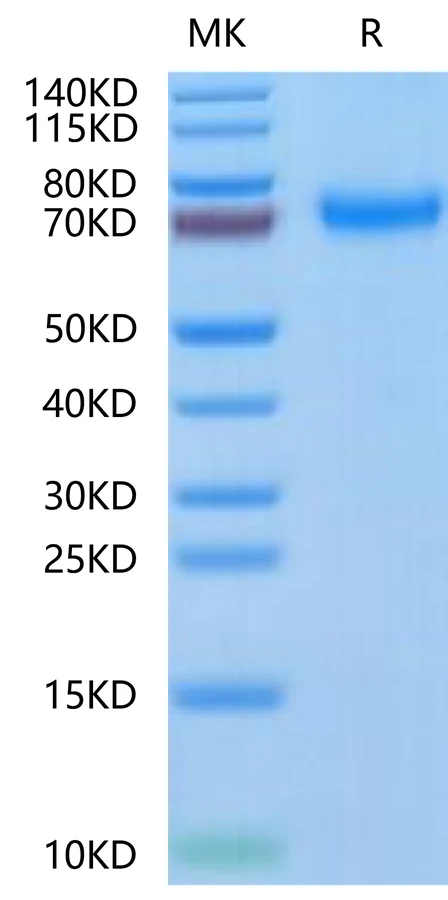 CD120B-HF001 Bis-Tris-PAGE-white result